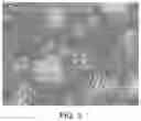 Fig. 03 - Method of producing lactic acid bacteria dual-coated with protein and polysaccharide by using protein hydrolysate
