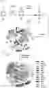 Fig. 02 - Bioengineered in vitro 3D model of human atherosclerotic plaque