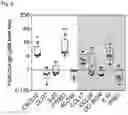 Fig. 07 - Bioengineered in vitro 3D model of human atherosclerotic plaque