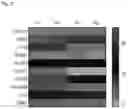 Fig. 13 - Bioengineered in vitro 3D model of human atherosclerotic plaque
