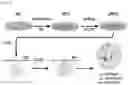 Fig. 15 - Bioengineered in vitro 3D model of human atherosclerotic plaque
