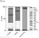Fig. 24 - Bioengineered in vitro 3D model of human atherosclerotic plaque