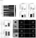 Fig. 26 - Bioengineered in vitro 3D model of human atherosclerotic plaque
