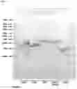 Fig. 02 - Methods and products for transfecting cells