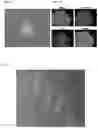 Fig. 04 - Methods and products for transfecting cells