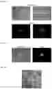 Fig. 06 - Methods and products for transfecting cells