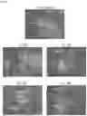 Fig. 09 - Methods and products for transfecting cells