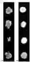 Fig. 02 - Method for freezing aggregates of pluripotent stem cell-derived cardiomyocytes