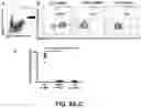 Fig. 09 - COMPLEMENT INHIBITION FOR IMPROVING CELL VIABILITY
