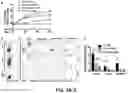 Fig. 10 - COMPLEMENT INHIBITION FOR IMPROVING CELL VIABILITY