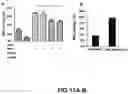 Fig. 12 - COMPLEMENT INHIBITION FOR IMPROVING CELL VIABILITY