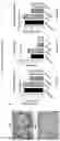 Fig. 16 - Processes for making and using a mesenchymal stem cell derived secretome
