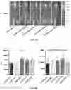 Fig. 08 - Methods and compositions for delivery of viral vectors across the blood-brain barrier