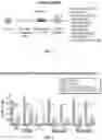 Fig. 04 - OPTIMIZED LENTIVIRAL VECTOR FOR XLA GENE THERAPY
