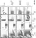 Fig. 131 - OPTIMIZED LENTIVIRAL VECTOR FOR XLA GENE THERAPY