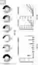 Fig. 22 - OPTIMIZED LENTIVIRAL VECTOR FOR XLA GENE THERAPY