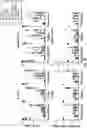 Fig. 33 - OPTIMIZED LENTIVIRAL VECTOR FOR XLA GENE THERAPY