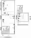 Fig. 37 - OPTIMIZED LENTIVIRAL VECTOR FOR XLA GENE THERAPY