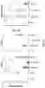 Fig. 45 - OPTIMIZED LENTIVIRAL VECTOR FOR XLA GENE THERAPY