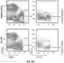 Fig. 89 - OPTIMIZED LENTIVIRAL VECTOR FOR XLA GENE THERAPY