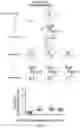 Fig. 91 - OPTIMIZED LENTIVIRAL VECTOR FOR XLA GENE THERAPY