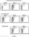 Fig. 95 - OPTIMIZED LENTIVIRAL VECTOR FOR XLA GENE THERAPY