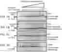 Fig. 02 - Modified cascade ribonucleoproteins and uses thereof