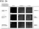 Fig. 07 - Modified cascade ribonucleoproteins and uses thereof