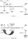Fig. 02 - Complement factor B analogs and their uses