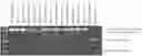 Fig. 01 - Compositions and methods for modulating Ataxin 3 expression
