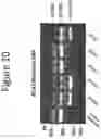 Fig. 11 - Compositions and methods for modulating Ataxin 3 expression