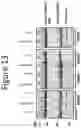 Fig. 14 - Compositions and methods for modulating Ataxin 3 expression