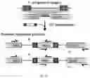 Fig. 03 - RNA-GUIDED DNA INTEGRATION USING TN7-LIKE TRANSPOSONS