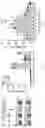 Fig. 10 - RNA-GUIDED DNA INTEGRATION USING TN7-LIKE TRANSPOSONS