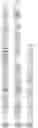Fig. 112 - RNA-GUIDED DNA INTEGRATION USING TN7-LIKE TRANSPOSONS