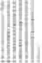 Fig. 113 - RNA-GUIDED DNA INTEGRATION USING TN7-LIKE TRANSPOSONS