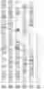 Fig. 117 - RNA-GUIDED DNA INTEGRATION USING TN7-LIKE TRANSPOSONS
