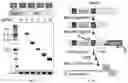 Fig. 16 - RNA-GUIDED DNA INTEGRATION USING TN7-LIKE TRANSPOSONS