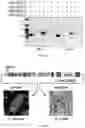Fig. 169 - RNA-GUIDED DNA INTEGRATION USING TN7-LIKE TRANSPOSONS