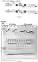 Fig. 170 - RNA-GUIDED DNA INTEGRATION USING TN7-LIKE TRANSPOSONS