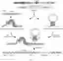 Fig. 20 - RNA-GUIDED DNA INTEGRATION USING TN7-LIKE TRANSPOSONS