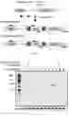 Fig. 23 - RNA-GUIDED DNA INTEGRATION USING TN7-LIKE TRANSPOSONS