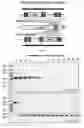 Fig. 28 - RNA-GUIDED DNA INTEGRATION USING TN7-LIKE TRANSPOSONS