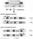 Fig. 34 - RNA-GUIDED DNA INTEGRATION USING TN7-LIKE TRANSPOSONS