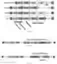 Fig. 52 - RNA-GUIDED DNA INTEGRATION USING TN7-LIKE TRANSPOSONS