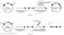 Fig. 54 - RNA-GUIDED DNA INTEGRATION USING TN7-LIKE TRANSPOSONS