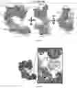 Fig. 79 - RNA-GUIDED DNA INTEGRATION USING TN7-LIKE TRANSPOSONS