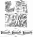 Fig. 87 - RNA-GUIDED DNA INTEGRATION USING TN7-LIKE TRANSPOSONS