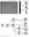 Fig. 89 - RNA-GUIDED DNA INTEGRATION USING TN7-LIKE TRANSPOSONS