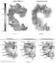 Fig. 91 - RNA-GUIDED DNA INTEGRATION USING TN7-LIKE TRANSPOSONS